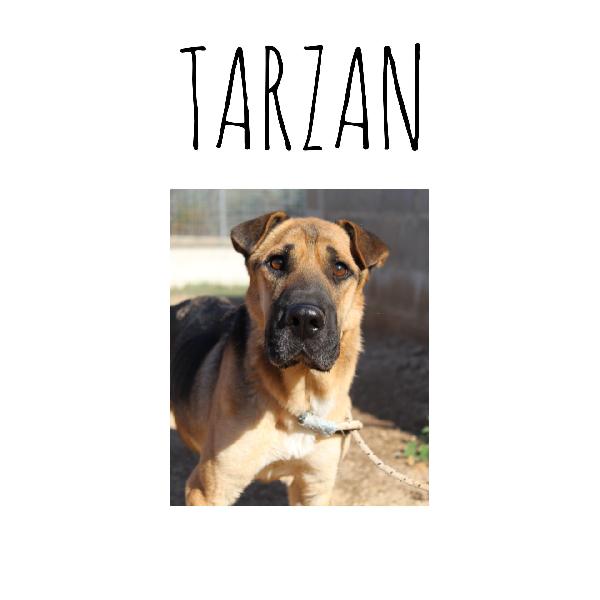 Tarzan